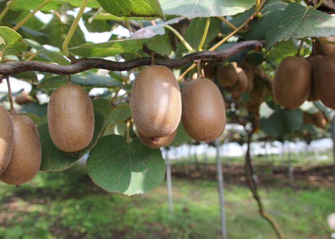 Kiwi w deserach: orzeźwiające przepisy na lato