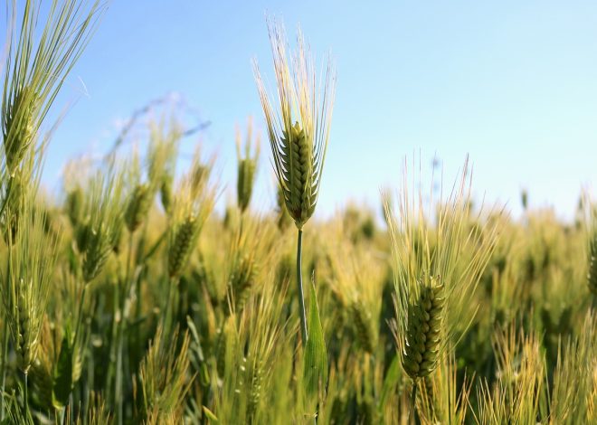 Smaczne przepisy bezglutenowe na zdrowe dania