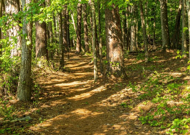Najlepsze przepisy na domowe przetwory, które musisz spróbować