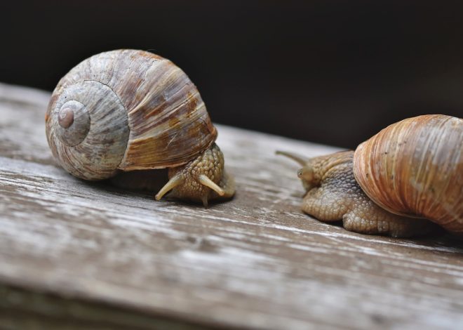 Przewodnik po kuchni slow food: Zmiana stylu życia przez jedzenie